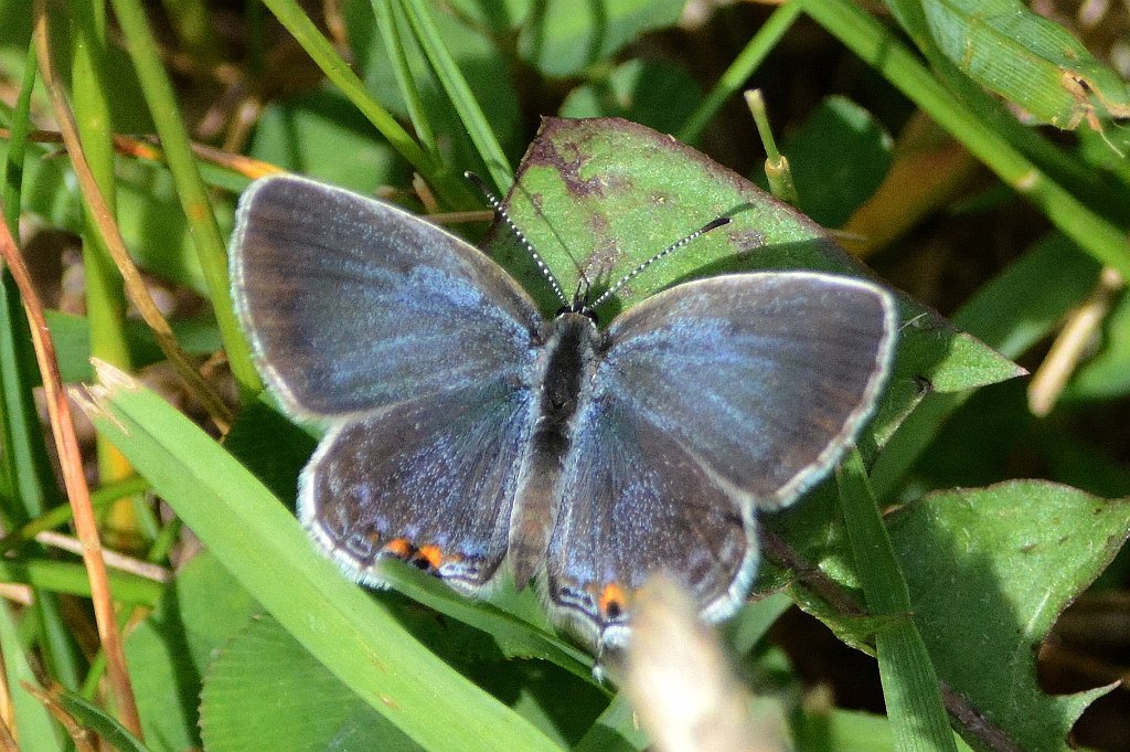 065 2016-05311491 Wachusett Meadow, MA.JPG - Eastern Tailed-Blue Butterfly (Everes comyntas). Wachusett Meadow Wildlife Sanctuary, MA, 5-31-2016